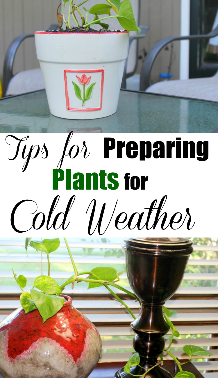 tips-for-preparing-plants