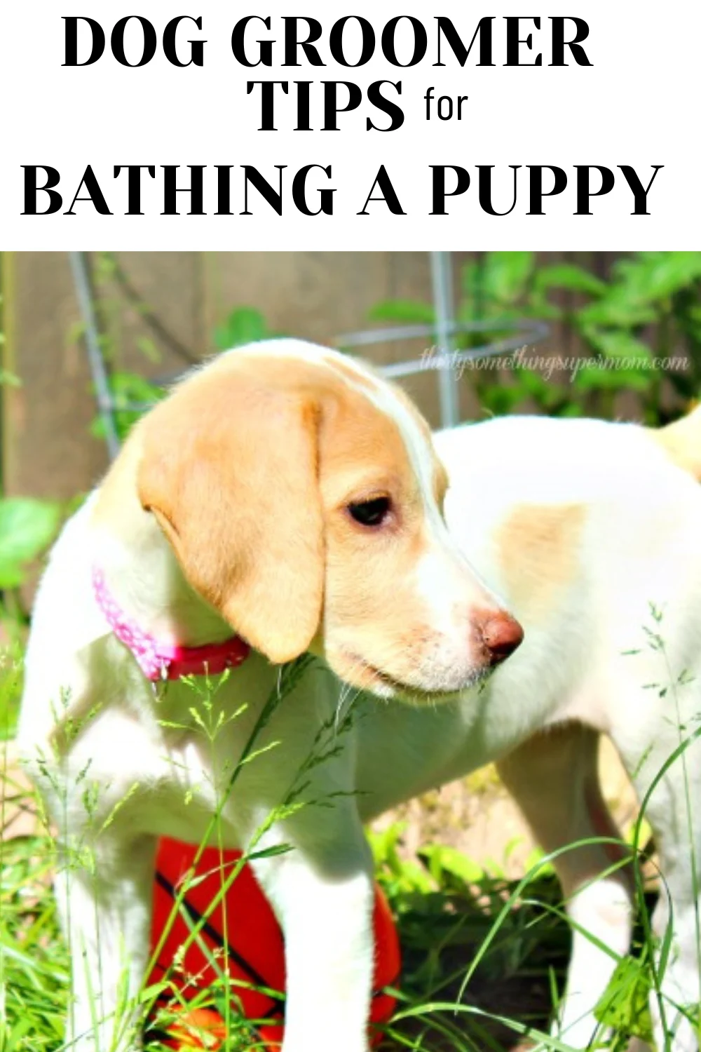 Dog groomer tips for bathing a puppy infographic.