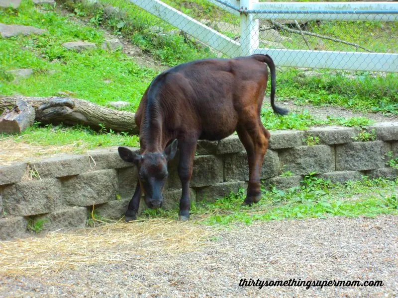 Old MacDonalds Farm