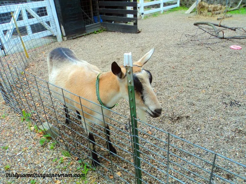 Old MacDonalds Farm