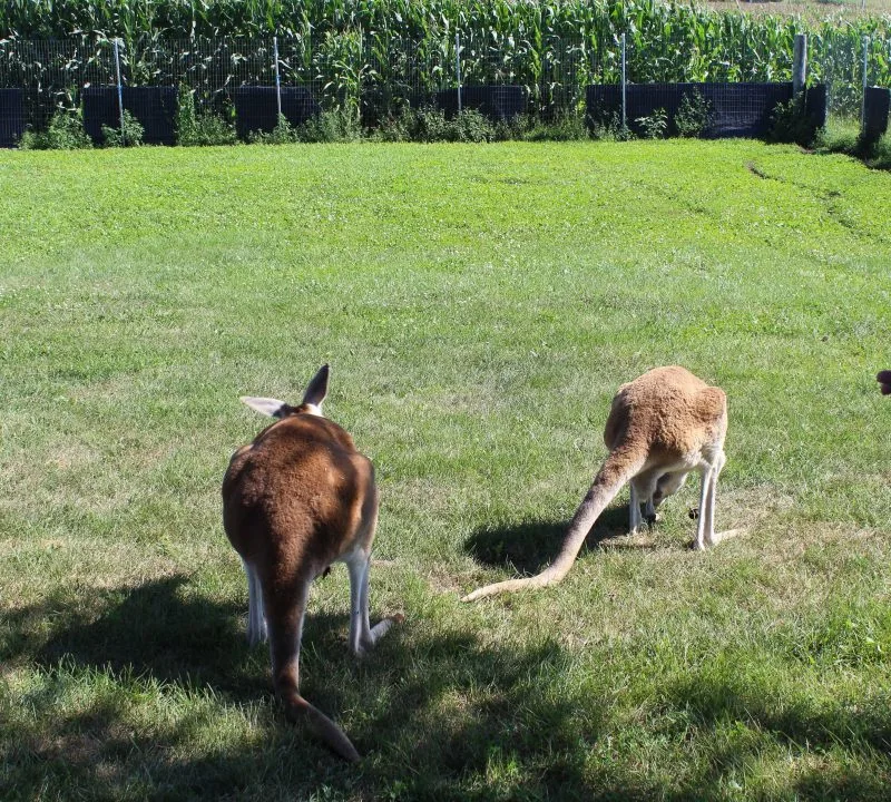 kangaroos in iowa