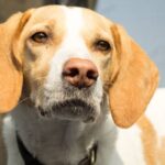 Animal Abuse Awareness