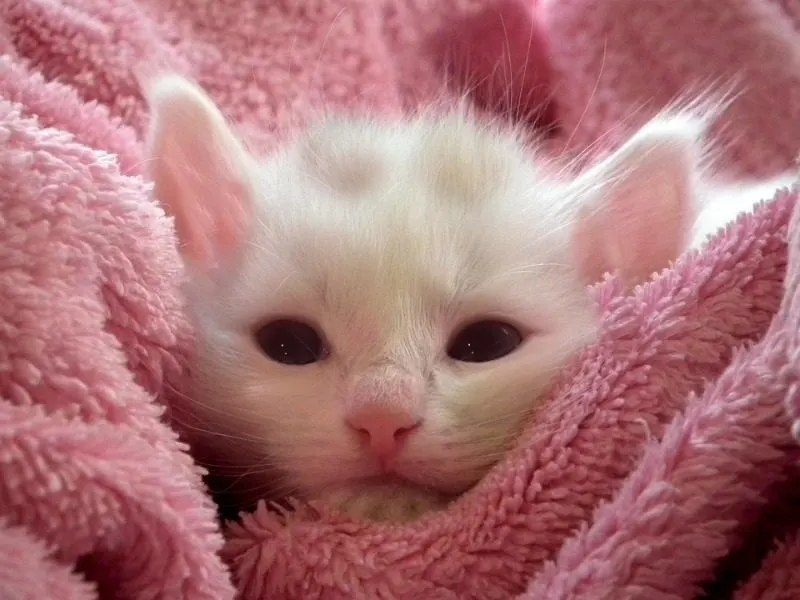 kitten at shelter
