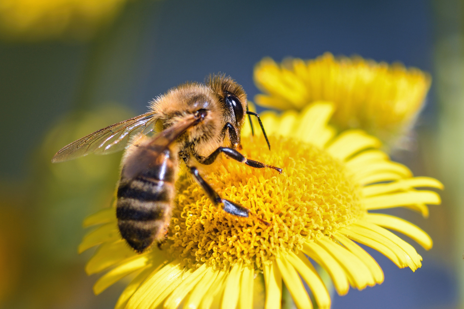 Health Benefits of Beeswax