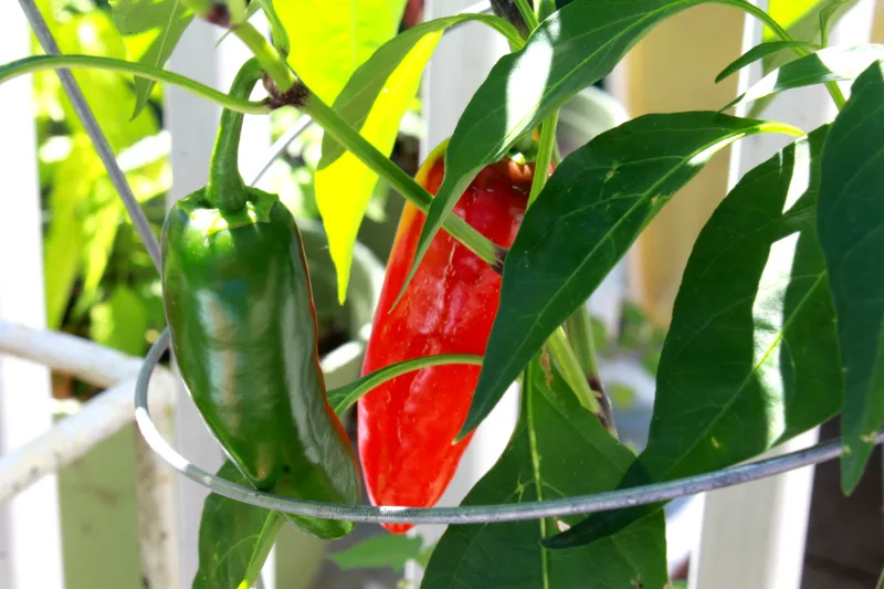 Pepper Plants