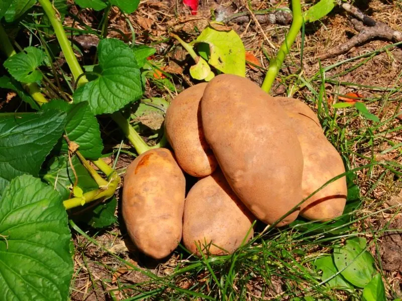 Growing Potatoes