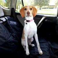 Tips for Traveling with PEts