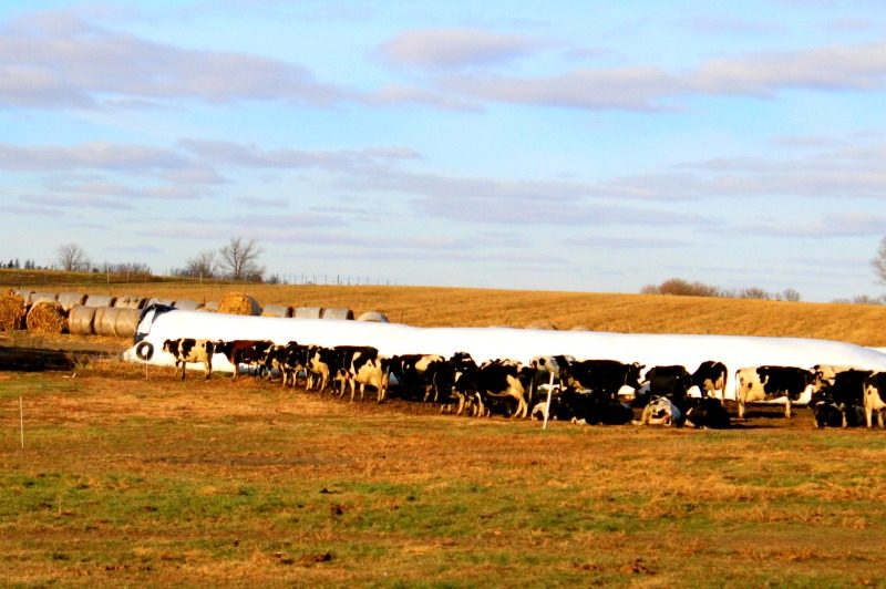 Travel to an Amish Paradise in Kalona Iowa 