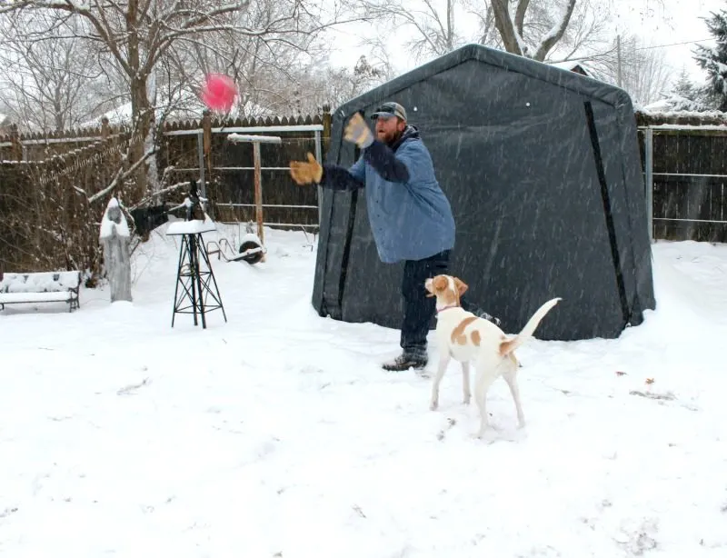 Snow Games to Play with Your Dog 