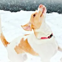 Snow Games to Play with Your Dog