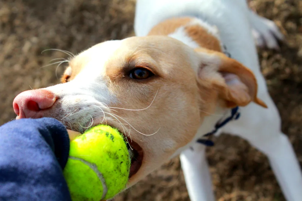 How to get rid of skunk smell on dog fur- Home Remedy