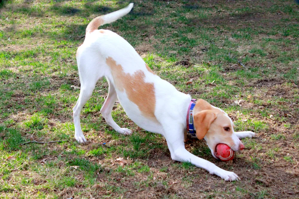 How to get rid of skunk smell on dog fur- Home Remedy