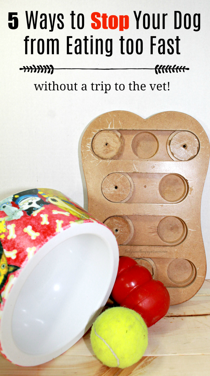5 Ways to Stop Your Dog from Eating Too Fast Without a Trip to the Vet