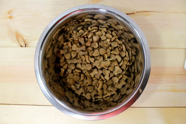 5 Ways to Stop Your Dog from Eating Too Fast Without a Trip to the Vet