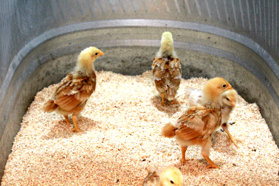 Tips for Raising Urban Chickens ThirtySomethingSuperMom