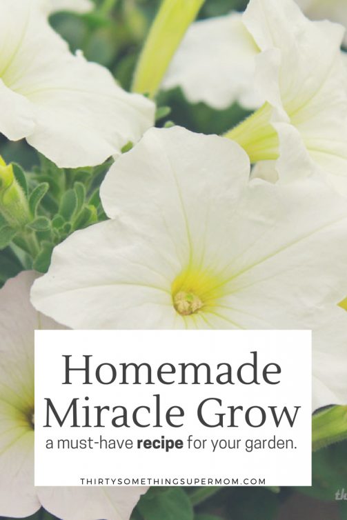 DIY Miracle Grow Recipe