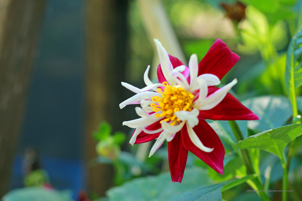 Whimsical Garden Tour