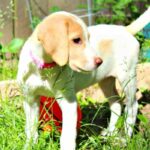 Signs of Heat Stroke in Dogs