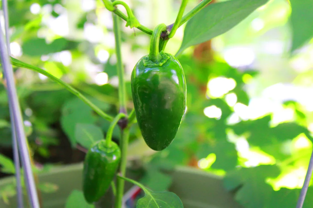 Jalapeno plant  