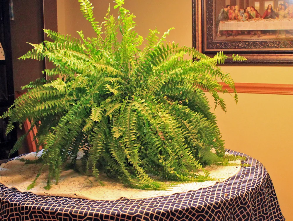 How to Care for a Boston Fern Indoors