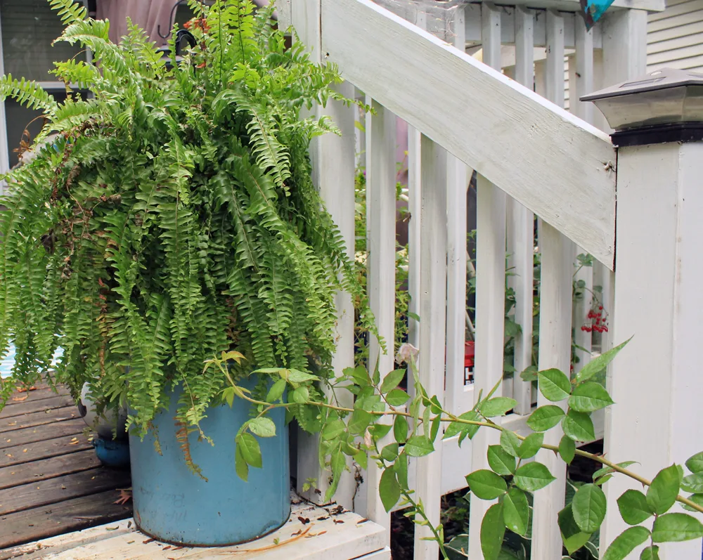 How to Care for a Boston Fern Indoors