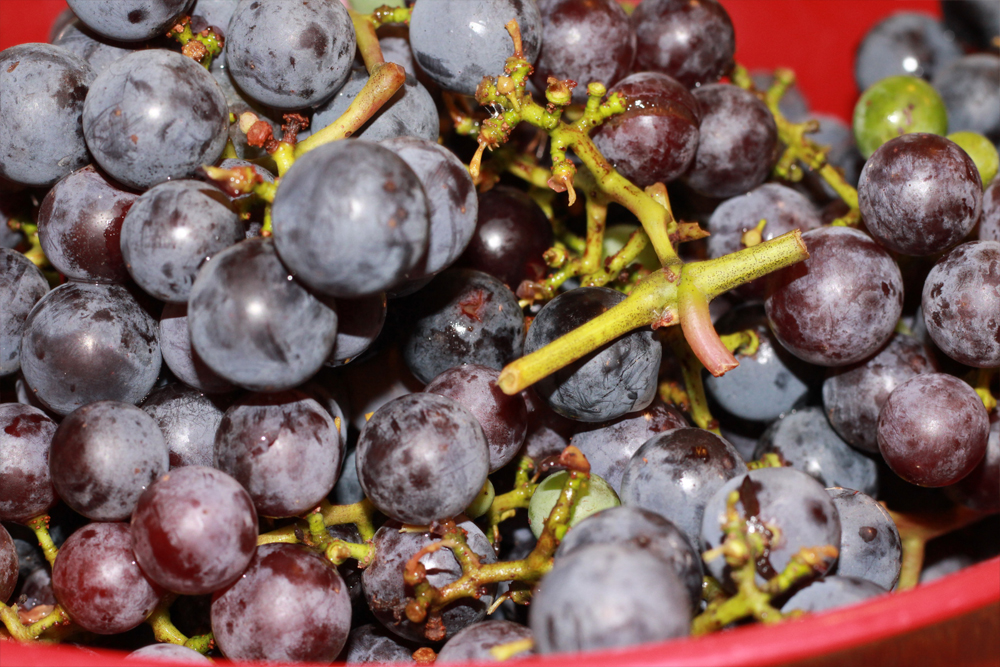 Concord Grape Jelly Recipe