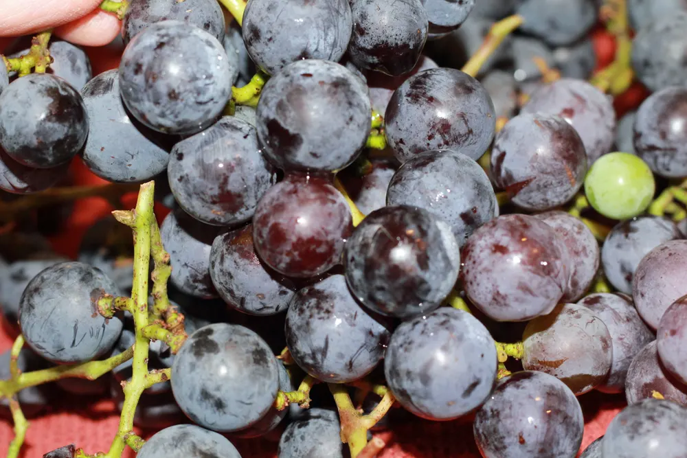 Concord Grape Jelly Recipe