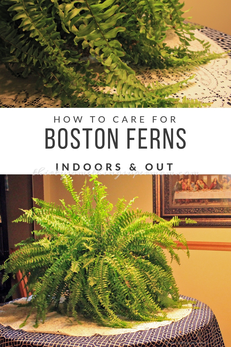 How to Care for Boston Ferns Indoors & Out ThirtySomethingSuperMom