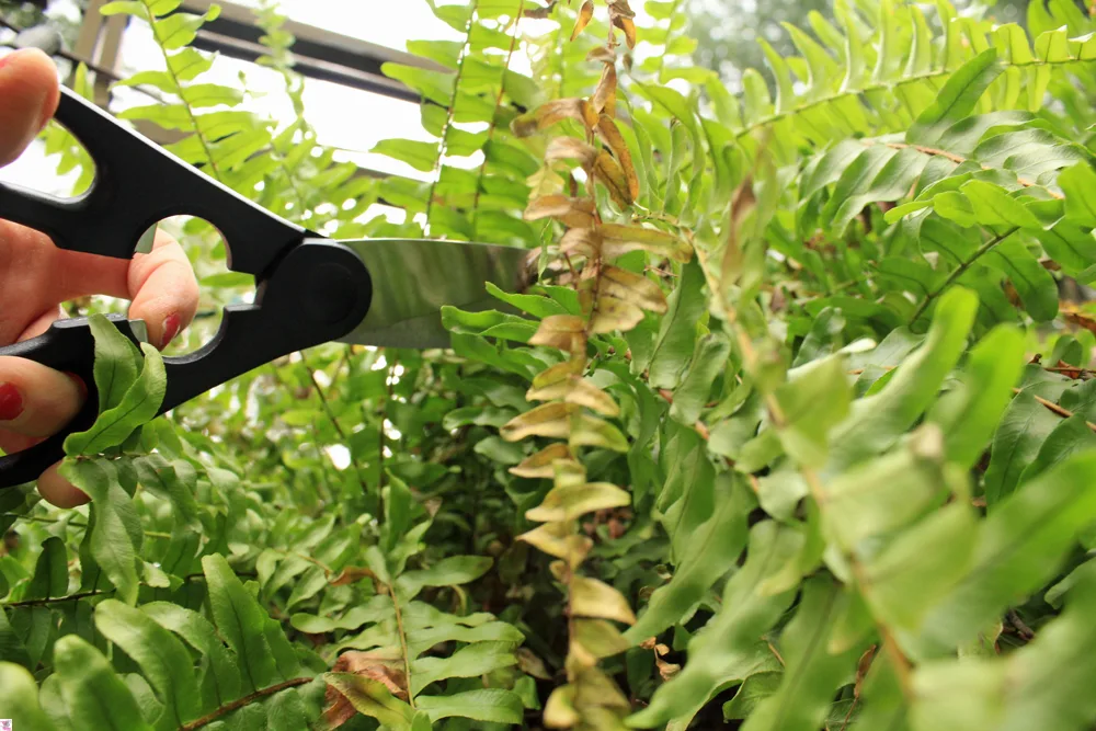 How to Care for a Boston Fern Indoors