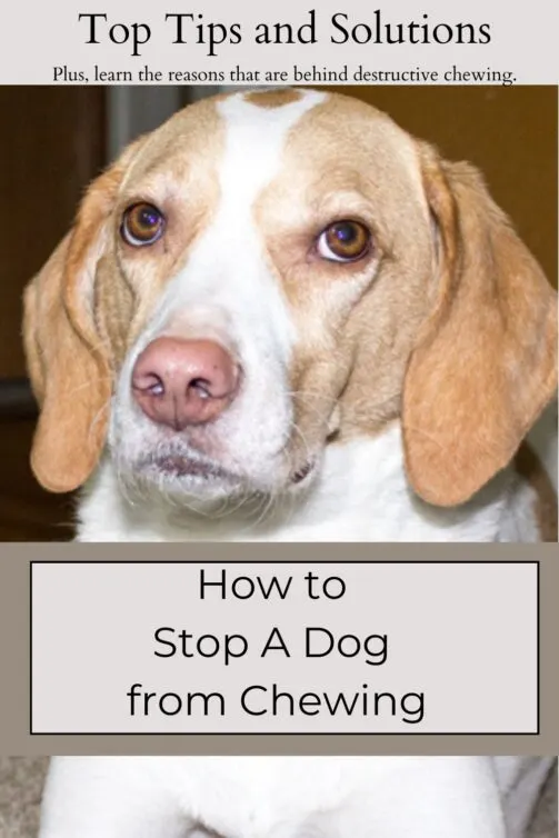 How to Stop a Dog from Chewing