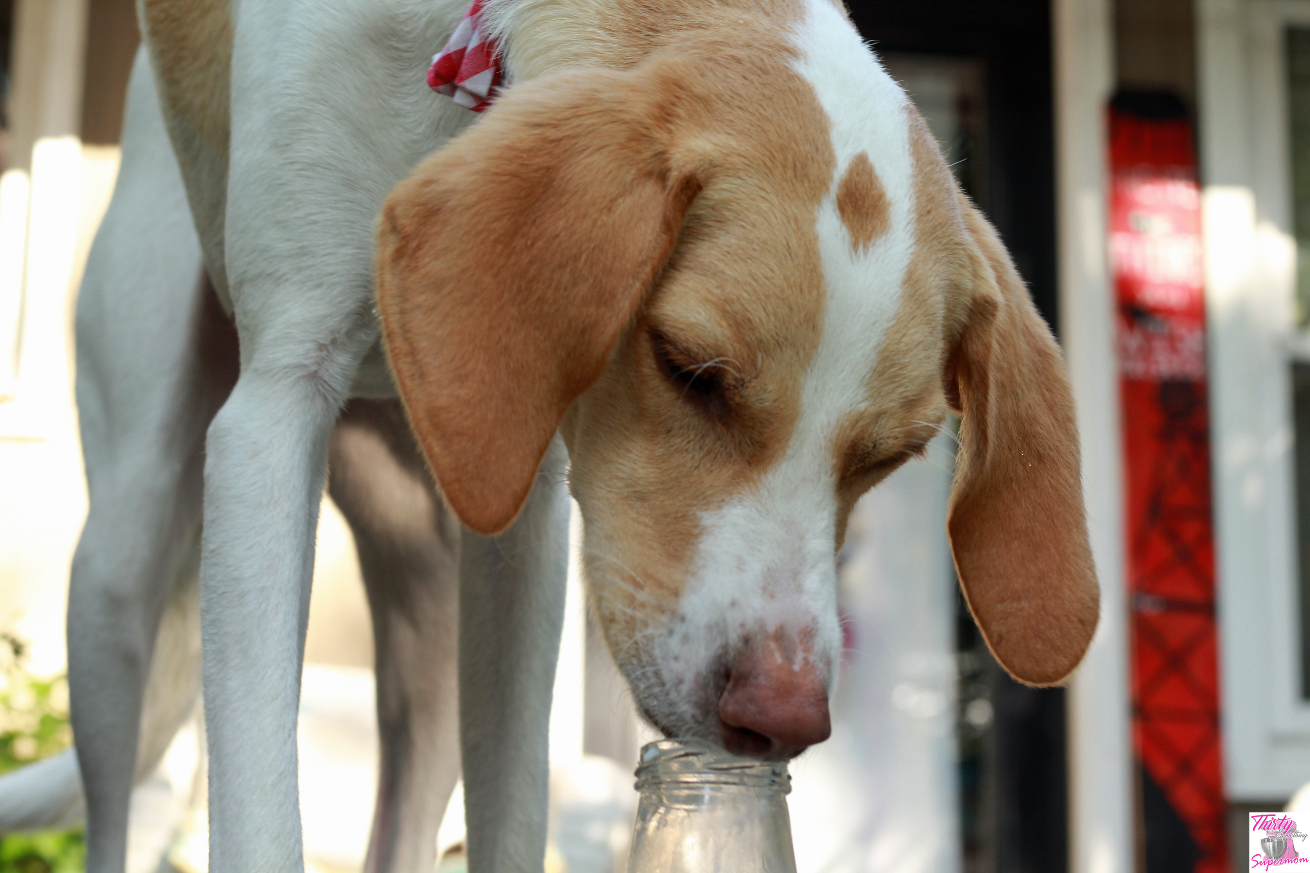 How to Stop a Dog from Chewing Destructively ThirtySomethingSuperMom