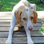 How to Stop a Dog From Chewing Destructively