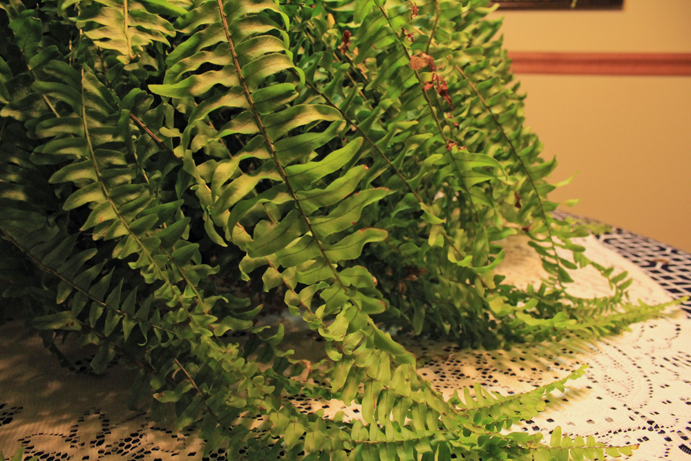 How to Care for a Boston Fern Indoors