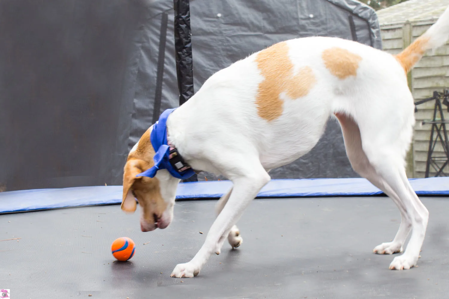 dog playing fetch 