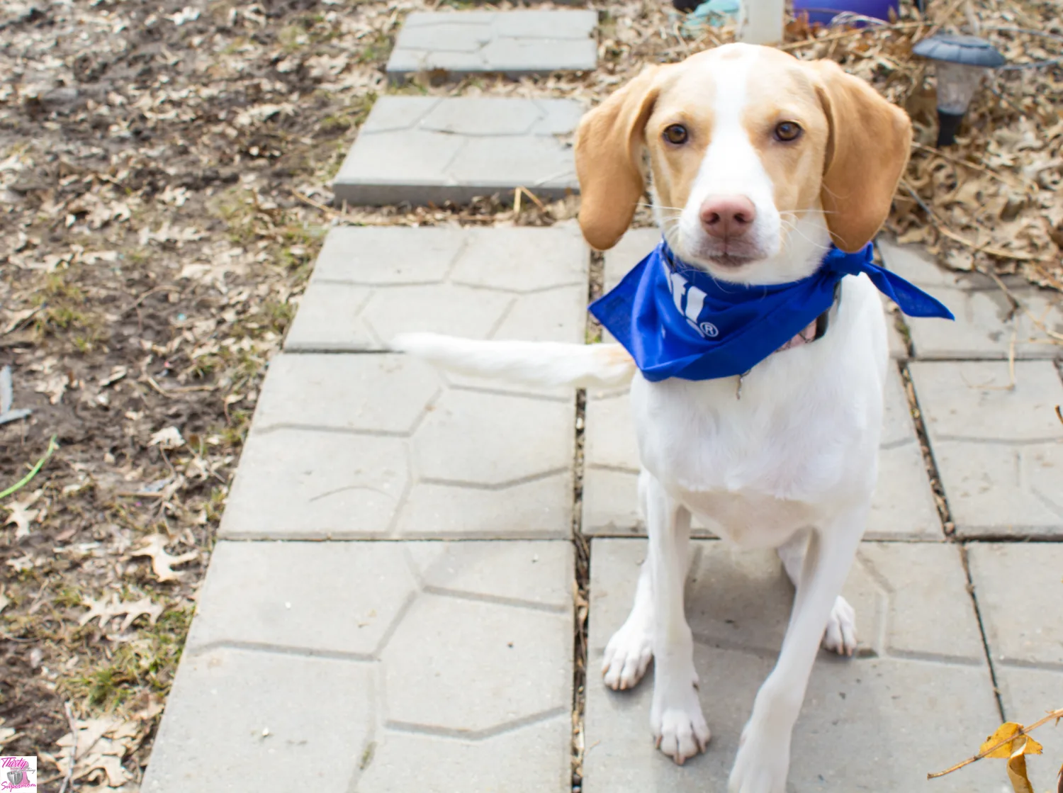 Dog Groomer Tips for Bathing a Puppy 