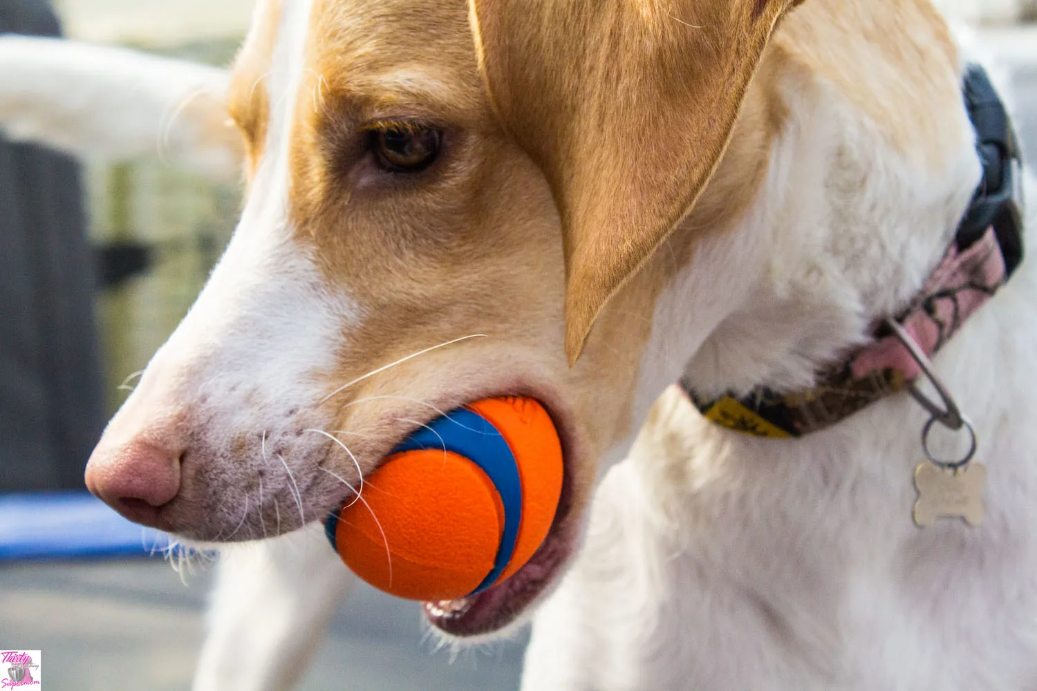 Dog with ball 