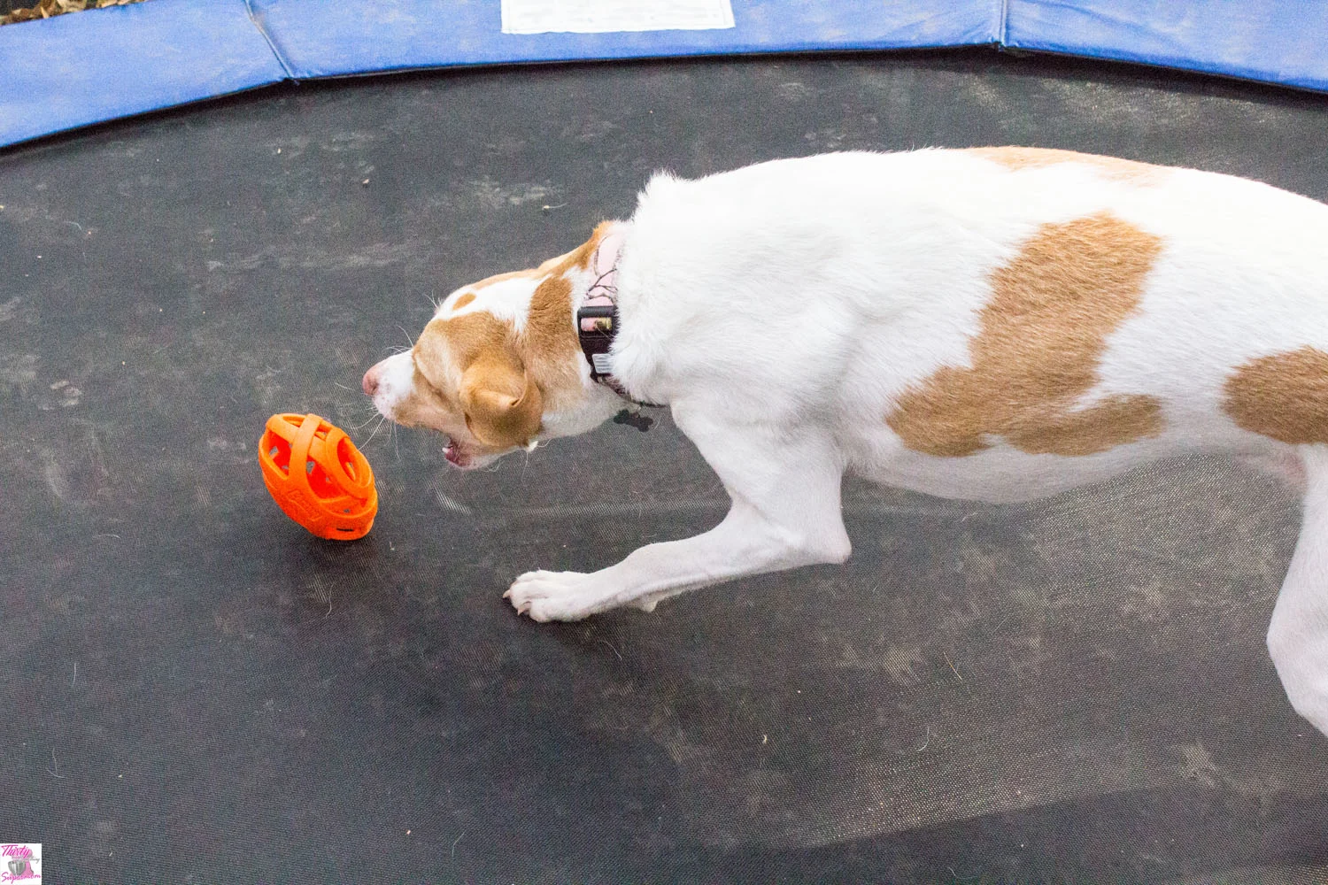 dog plying fetch 