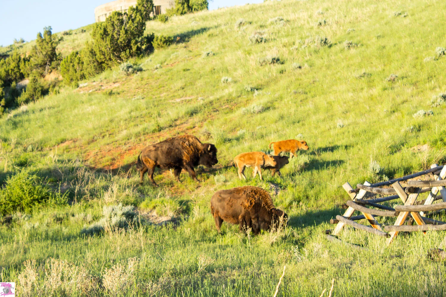 Buffalo by the state bath house 