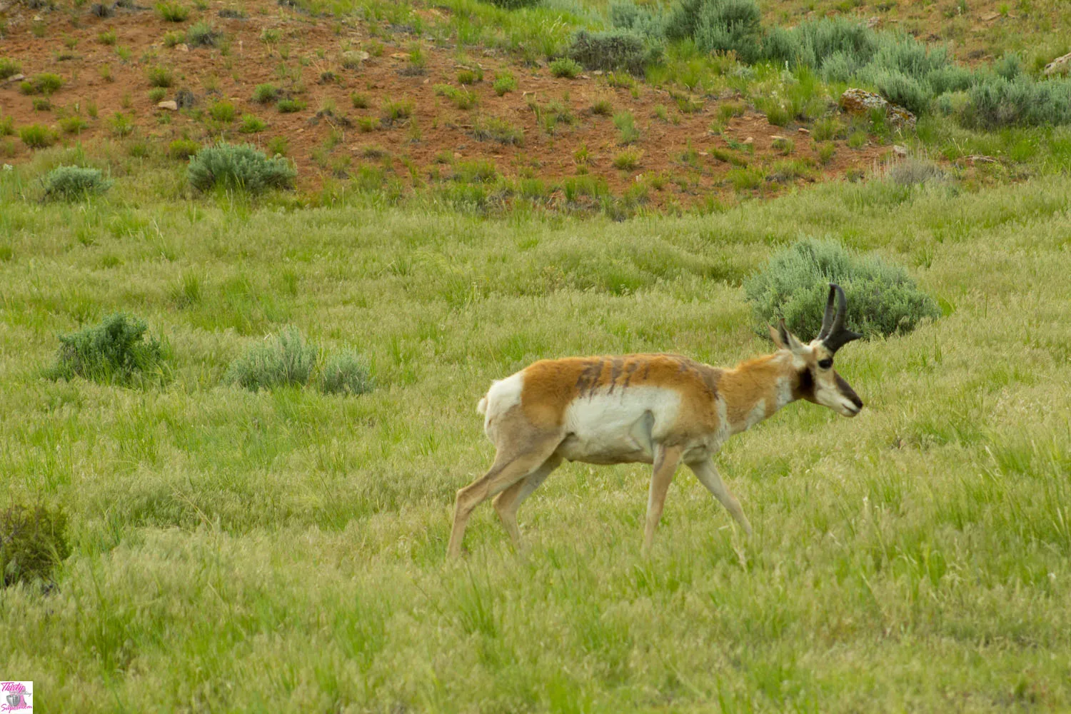 wildlife to see in thermopolis wyoming 