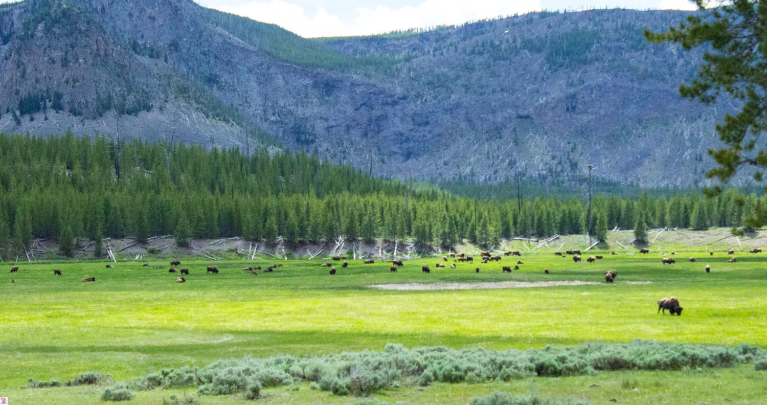 Yellowstone National Park