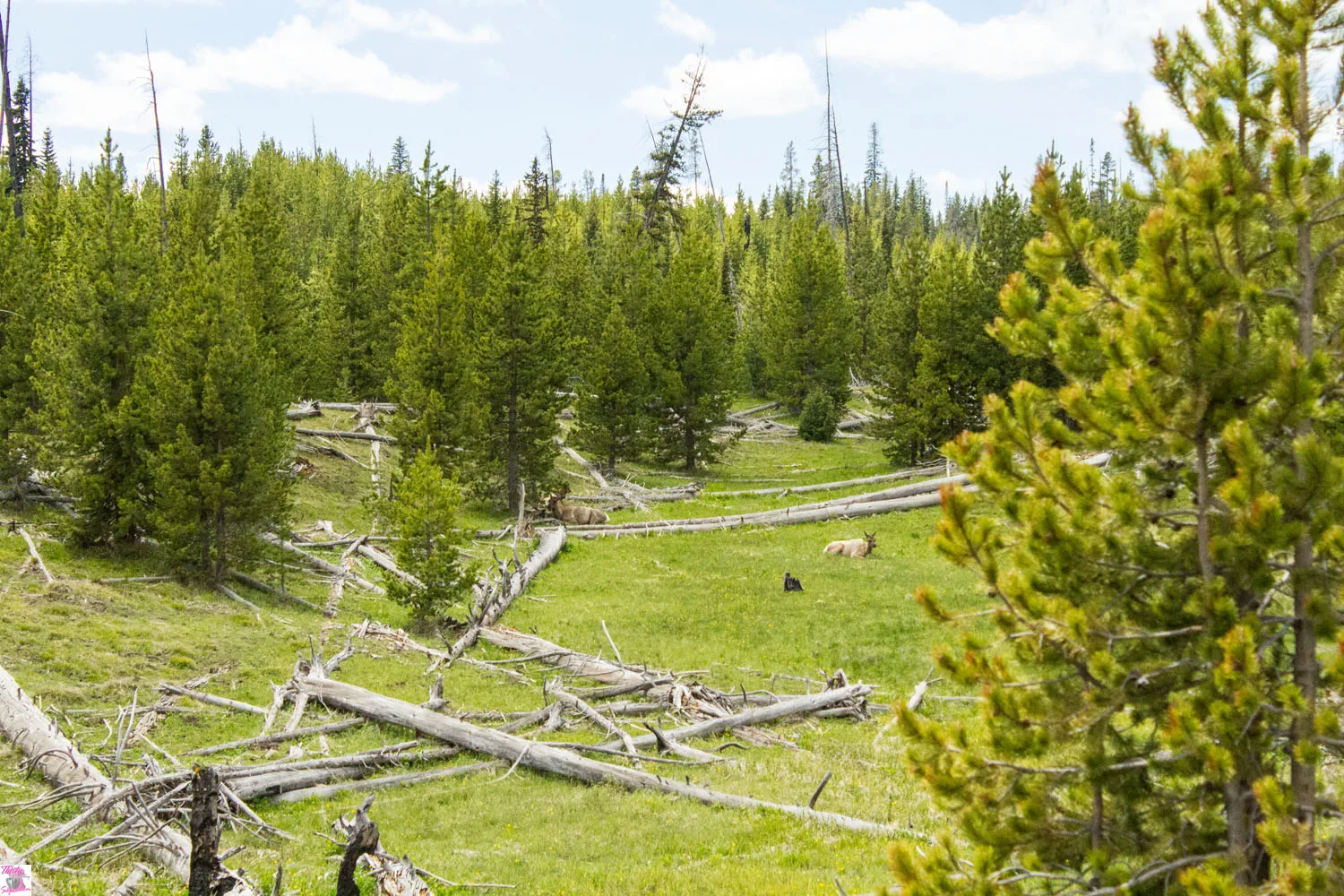 Yellowstone National Park