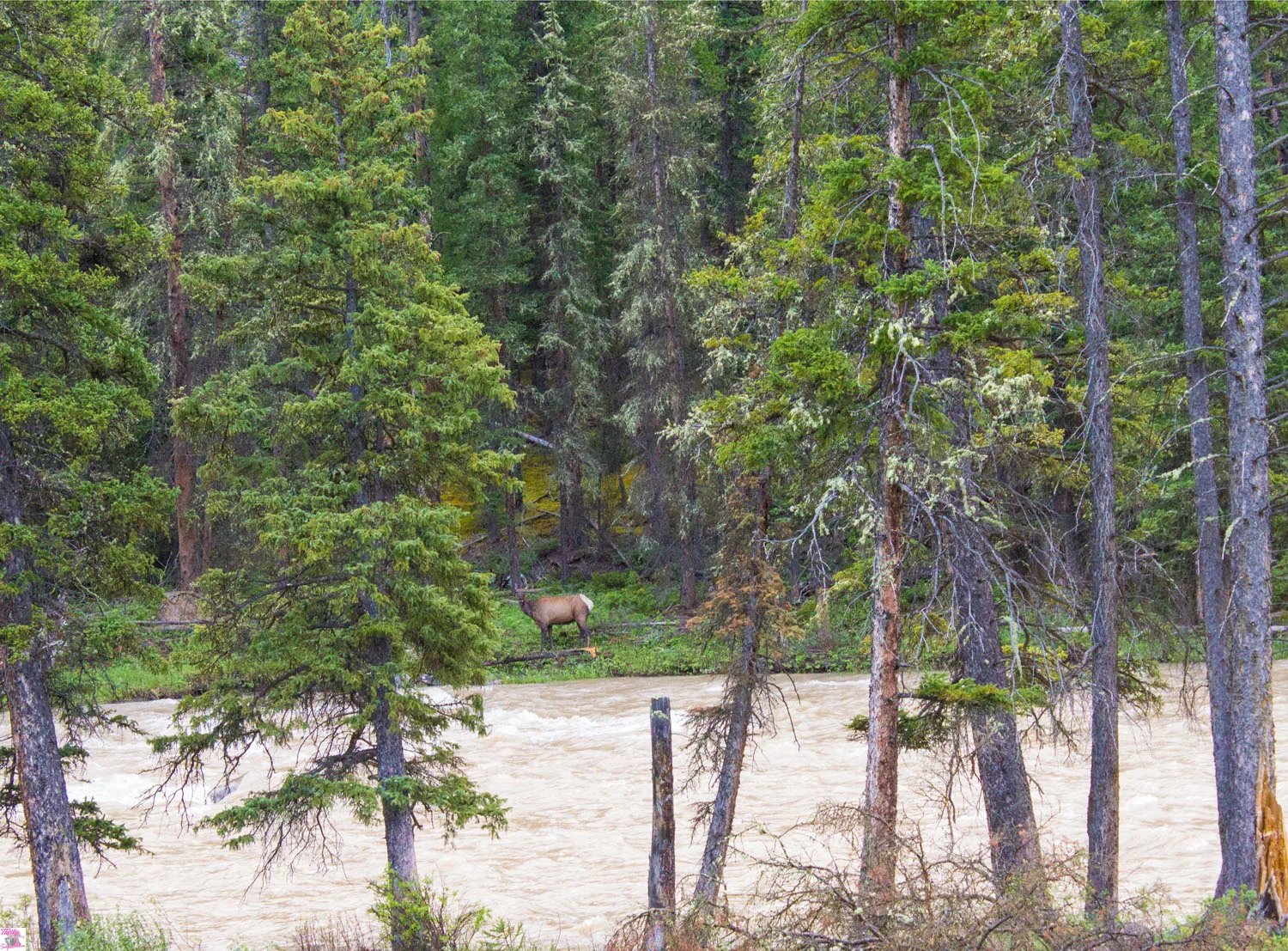 Yellowstone National Park