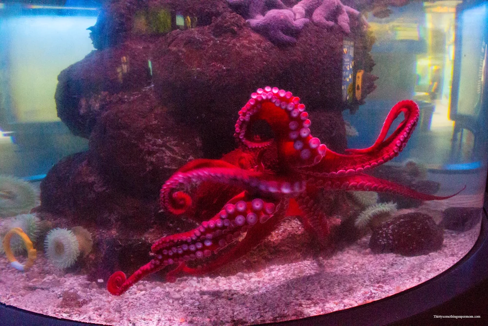 Octopus in tank at River Museum in Dubuque Iowa 