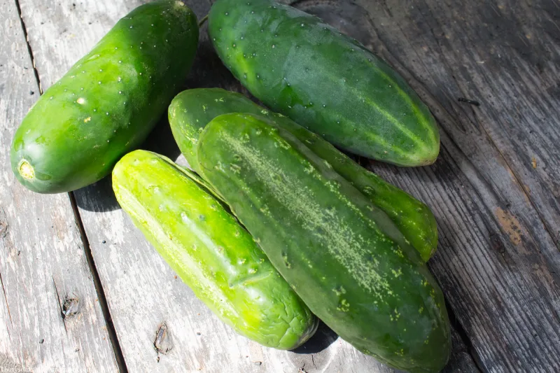 cucumbers from garden for canning.