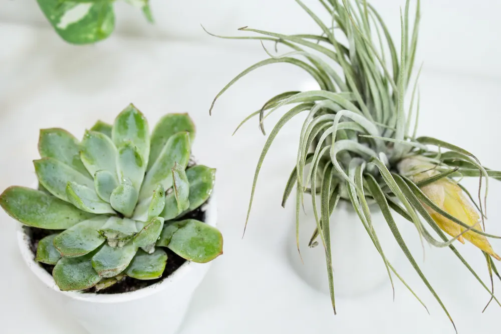 Air Plants VS Succulents 