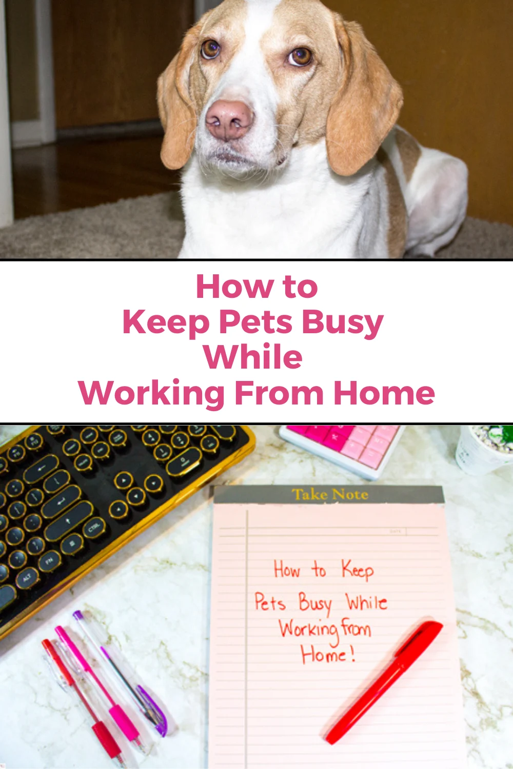 How to Keep Pets Busy While Working from Home - ThirtySomethingSuperMom