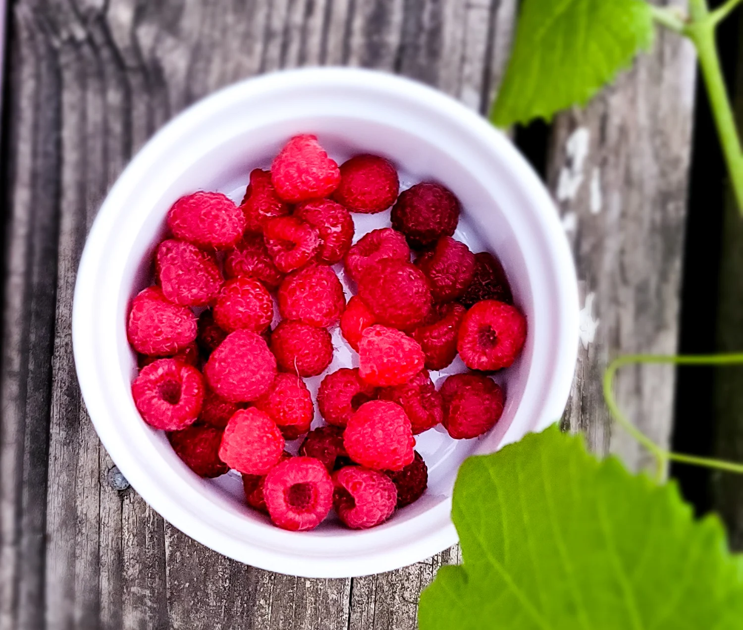 Raspberries in the garden