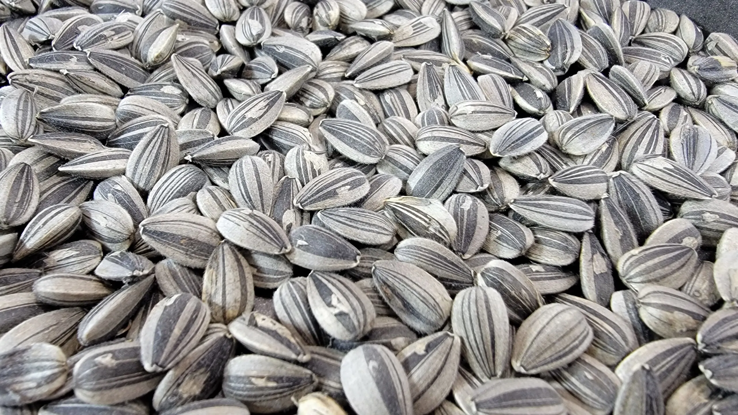 Are Seeds low carb 