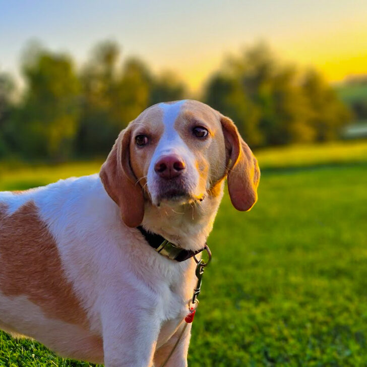 Best Recipe for Deep Frying Fish on A Keto Diet ThirtySomethingSuperMom