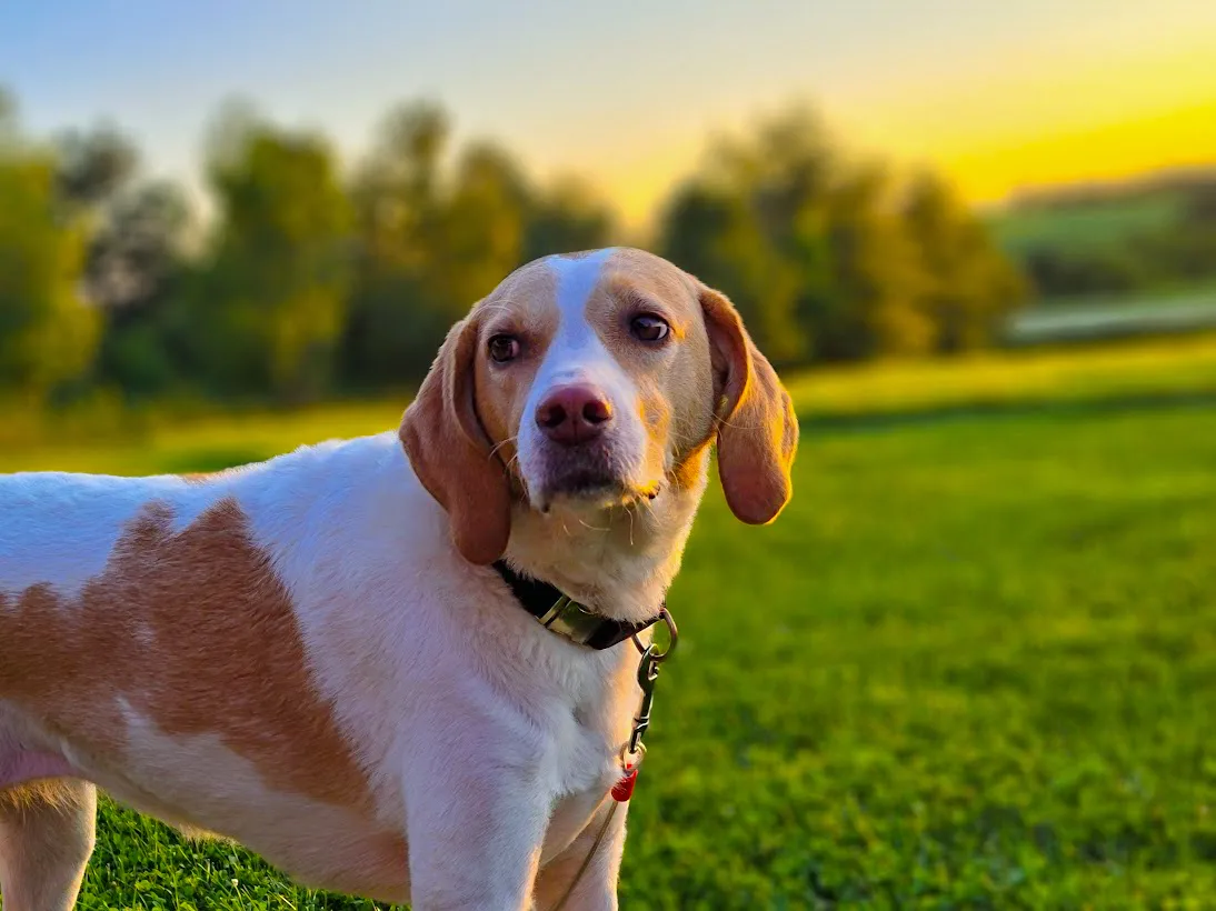 How to get rid of skunk smell on dog